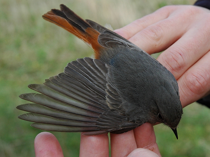 Black Redstart, Sundre 20100515